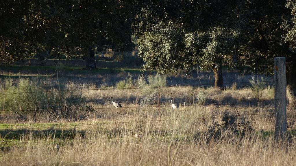 Madrigalejo Hostal Via Del Caminante מראה חיצוני תמונה